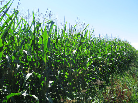 Rows of sweetcorn in field in Southern Denmark