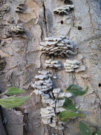 Closeup of Small inedible fungi on tree