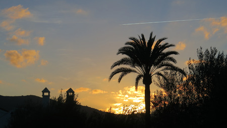 Airplane vapour trail at dawn over palm treeの写真素材
