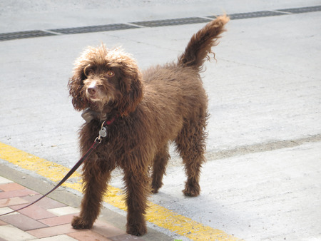 Closeup of brown Wirehaired dog in winter sunshine