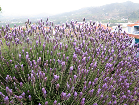 Flowering lavender bush on hillside outside andalusian villageの写真素材