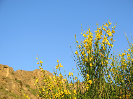 Close-up of Spanish Broom Flower in countryside in Andalucia, Spainの写真素材