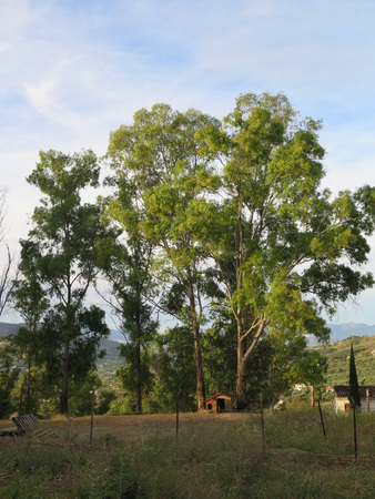 Eucalyptus and Dog Kennel in Andalusian countrysideの写真素材