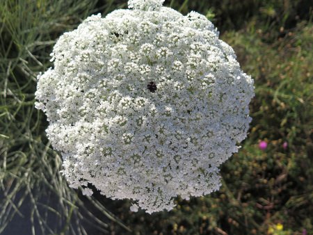 Large white flower of Hogweed or Hemlock plant