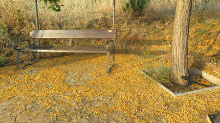 blossoms and flowers by bench on pavement rest area below tipu Tree in Andalusian Villageの写真素材
