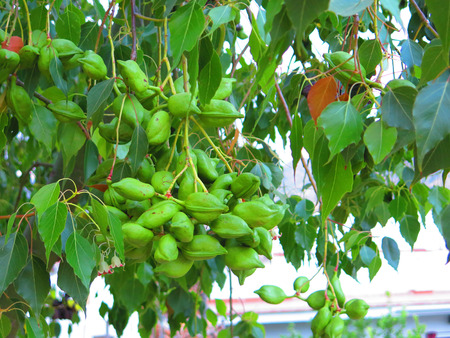 Clump of green seedpods on unknown tree in village in Andalusia, Spain