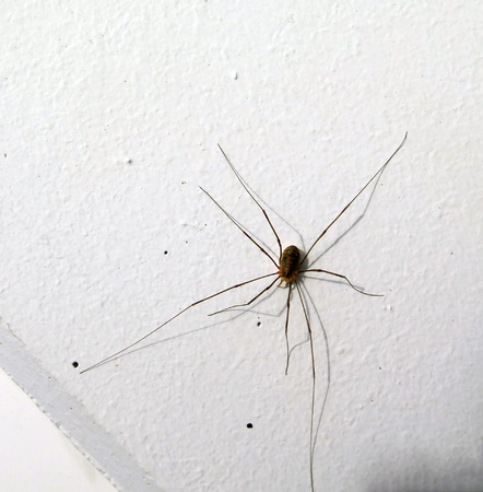Pholcidae, commonly known as cellar spiders, are a spider family in the suborder Araneomorphae