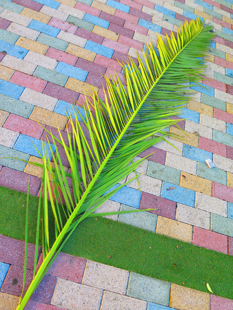 Broken off Palm frond on colorful paving stones