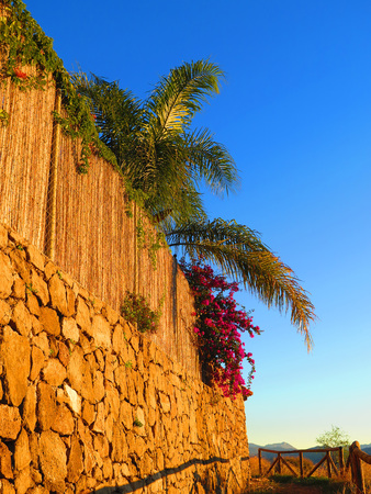 Bougainvillea shrub with palm tree background in Mediterranean gardenの写真素材