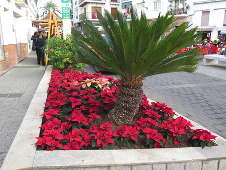 Alora, Spain - December 15, 2017: Flowerbed filled with poinsettias in main squareのeditorial素材