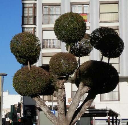 Sculpted olive tree in small pavement area in Almeria, Spainのeditorial素材