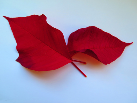Closeup of two Poinsettia leaves - red Christmas flower leaves on backgroundの写真素材