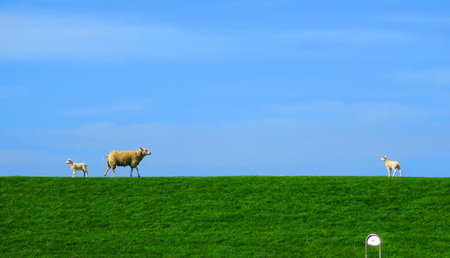 Spring lambs with mother sheep on grass dike in Dutch fishing village of Hindeloopenの写真素材