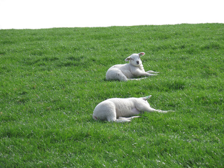 Spring lambs resting on grass dike in Dutch fishing village of Hindeloopenの写真素材