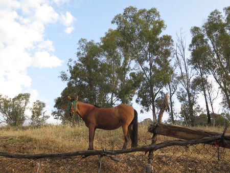 Brown horse in field against eucalyptus trees in Andalusian countrysideの写真素材