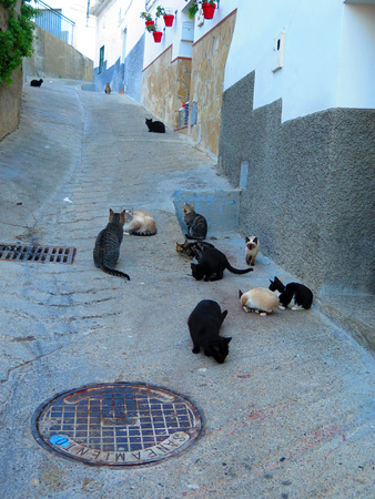 Group of homeless stray cats feeding in Andalusian village back streetの写真素材