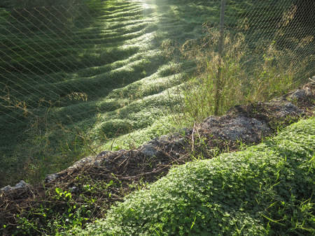 Sun shining on weeds in olive grove in Andalusia, Spain