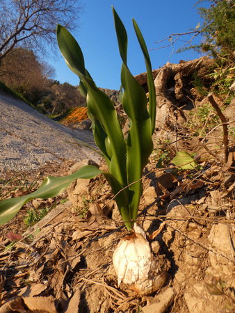 Bulbious plant hanging onto rocky slope in Andalusian winter sunshine