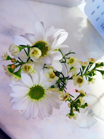Closeup of delicate white oxe-eye daisy on table in Andalusian villageの写真素材