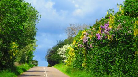 Yellow flowering laburnum and lilac shrub in southern Denmark hedgerowの写真素材