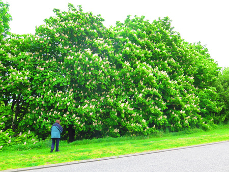 Graasten, Denmark - May 22, 2019: Woman inspecting white flowering horse chestnut trees in southern Denmark hedgerowのeditorial素材