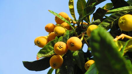Nearly ripe loquat or Nispero fruit on tree Andalusia