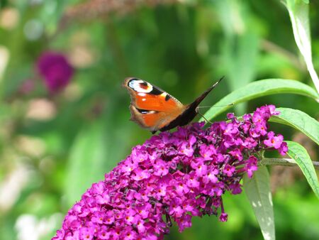 Closeup of butterfly feeding on lilac buddleia flower in English garden
