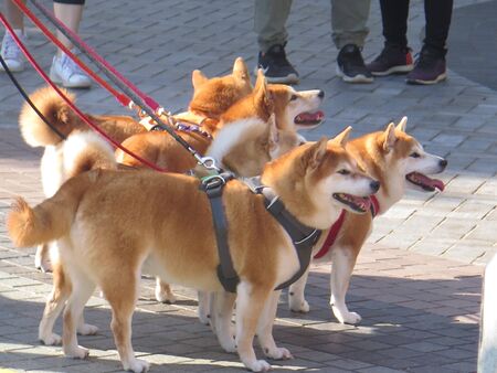 Five Japanese Shiba Inu dogs on leash in sunny Stanley village square, Hong Kong islandの写真素材