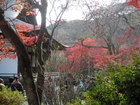Variety of trees producing colorful autumn scenery in Kyoto temple garden park