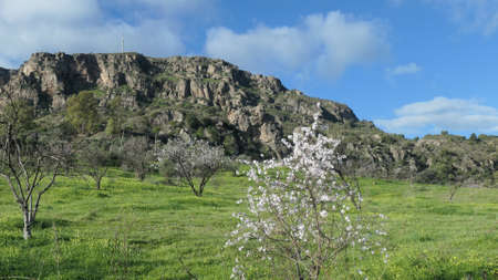 Flowering almond tree in meadow near Andalusian village