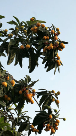 Nearly ripe loquat or Nispero fruit on tree in Andalusian villageの写真素材
