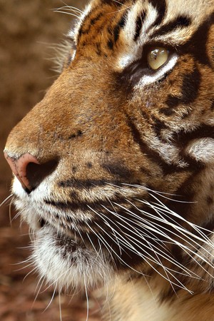  tiger king                     