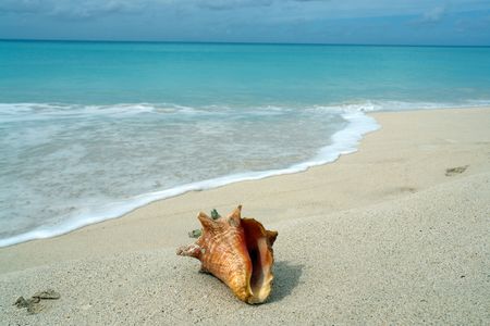 shell waiting for the next wave                               の写真素材