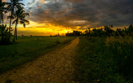 Rice field in the countryside at sunset. Beautiful sky with cloudsの写真素材