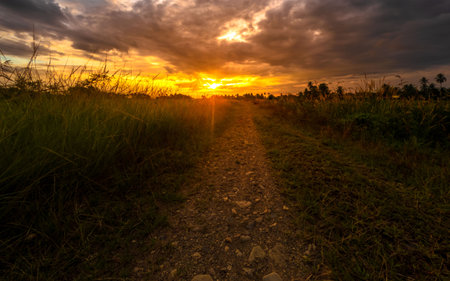 Sunset at the rice field in the countrysideの写真素材
