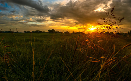 Sunset in the field with grass and cloudy skyの写真素材
