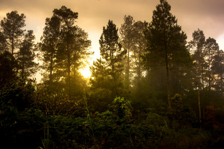 Sunset in the forest with mist and trees in the foreground.の写真素材
