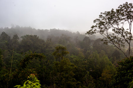 Foggy morning in the forest at Doi Inthanon National Park, Chiang Mai, Thailandの写真素材
