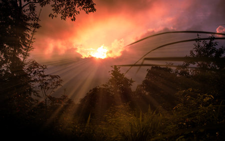 Sunset in the forest. The sun shines through the clouds.