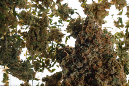 Dried flower buds of flowering cannabis marijuana plantの写真素材