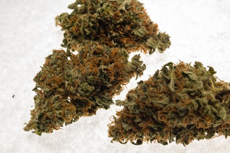 Dried flower buds of flowering cannabis marijuana plantの写真素材