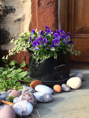 Doorstop Flowersの写真素材