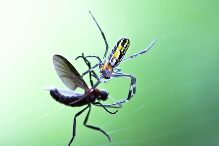 A fly caught in the web of a garden spider
