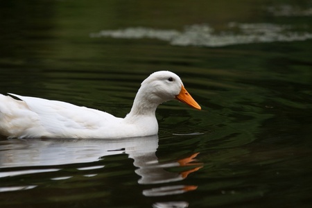 A pekin duck swimming across a pondの写真素材