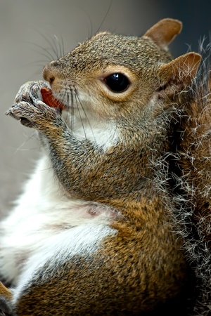 A squirrel eating a nut in a parkの写真素材