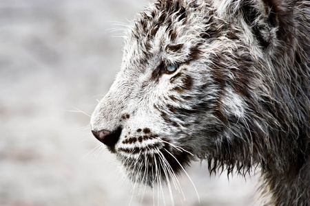 White tiger gazing on a white backgroundの写真素材