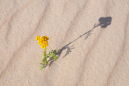 Wild flower in desert sand casting a shadowの写真素材