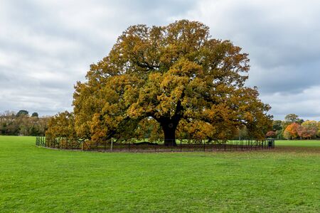 Charter Oak Tree, Danson Park, Bexleyheath, London, England - 3rd November 2019 : A central Feature of Danson Parkのeditorial素材