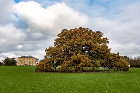 Charter Oak Tree, Danson Park, Bexleyheath, London, England - 3rd November 2019 : A central Feature of Danson Park with Danson House in the backgroundのeditorial素材