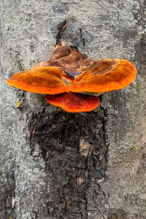 Brown and orange fungus growing out of the side of a tree